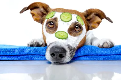 dog-icon-system