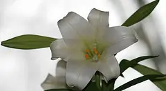 record_easter_lily_church_fundraiser