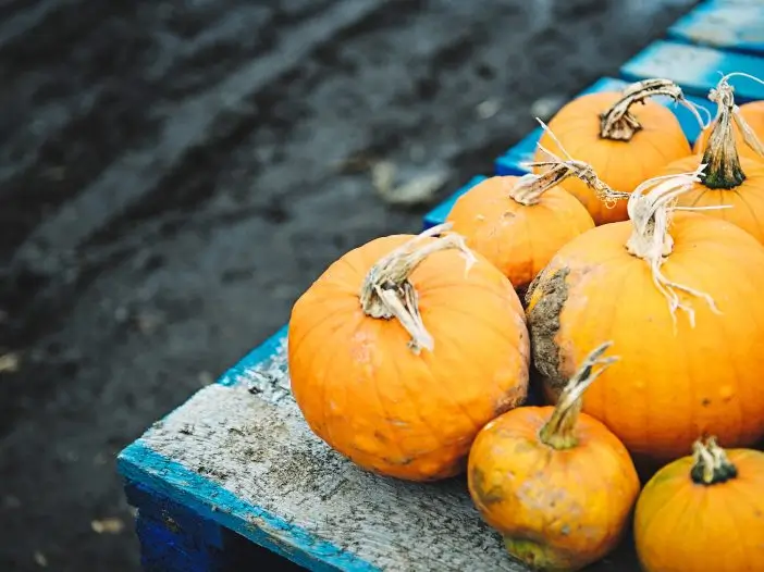 squash-in-table