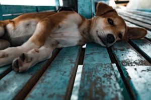 Free Photos sample - Photo Credit: Jesse Schoff via Unsplash Free Photos sample - Photo Credit: Jesse Schoff via Unsplash