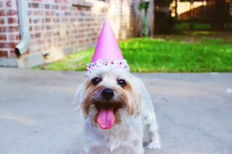 celebration-dog